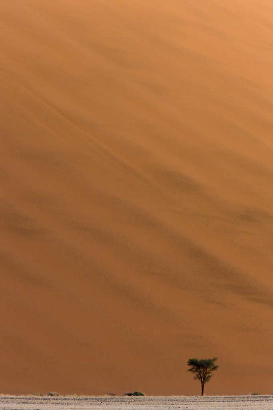 无人,竖图,俯视,航拍,室外,白天,旅游,度假,美景,沙漠,植物,非洲,纳米比亚,一棵,景观,娱乐,树,树木,黄色,绿色,自然,享受,休闲,景色,放松,生长,成长,鸟瞰,自然风光,纳米比亚共和国,纳米布.诺克卢福国家公园,大漠,砂漠,彩图,高角度拍摄