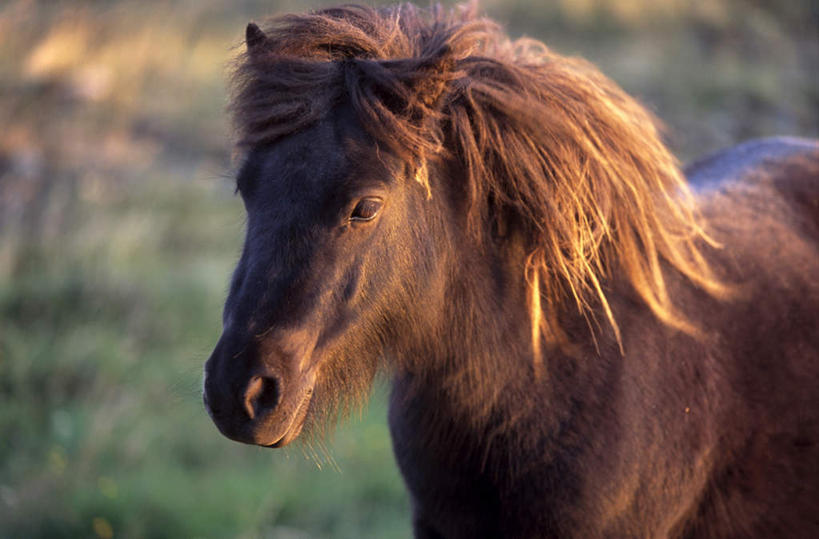无人,站,横图,室外,特写,白天,侧面,旅游,度假,草地,草坪,美景,植物,马,野生动物,英国,欧洲,阴影,朦胧,模糊,光线,影子,景观,注视,娱乐,苏格兰,一匹,草,绿色,阳光,自然,动物,观察,看,站着,享受,休闲,景色,放松,运输,牲畜,观看,察看,西欧,关注,自然风光,大不列颠,大不列颠及北爱尔兰联合王国,大不列颠联合王国,日不落英帝国,苏格兰王国,设得兰,设得兰群岛,谢德兰群岛,谢特兰群岛,站立,半身,彩图