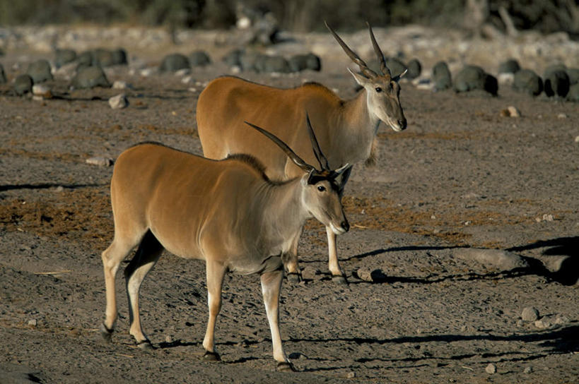 无人,走,横图,室外,白天,侧面,旅游,度假,石头,美景,野生动物,羊,非洲,纳米比亚,阴影,光线,羚羊,石子,影子,景观,注视,娱乐,阳光,自然,动物,观察,看,两只,享受,休闲,景色,放松,可爱,活泼,观看,察看,关注,自然风光,瞪羚,小羚羊,纳米比亚共和国,石块,岩石,步行,散步,走路,彩图,全身