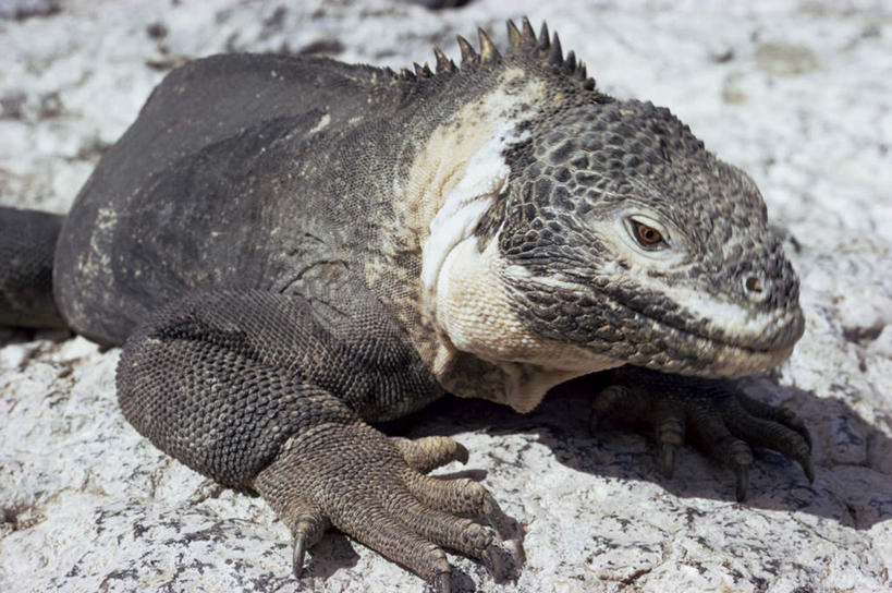无人,横图,俯视,室外,特写,白天,旅游,度假,石头,美景,野生动物,蜥蜴,厄瓜多尔,阴影,光线,石子,影子,景观,注视,娱乐,一只,阳光,自然,动物,观察,看,趴着,享受,休闲,景色,南美,放松,观看,察看,南美洲,拉丁美洲,关注,自然风光,美洲,石龙子,鬃狮蜥,山龙子,石蜴,泉龙,猪婆蛇,五寸棍,四脚蛇,亚美利加洲,南亚美利加洲,蜴,厄瓜多尔共和国,加拉巴哥群岛,加拉帕戈斯群岛,科隆群岛,斯坎塔达斯岛,石块,岩石,守宫,趴,半身,彩图,高角度拍摄