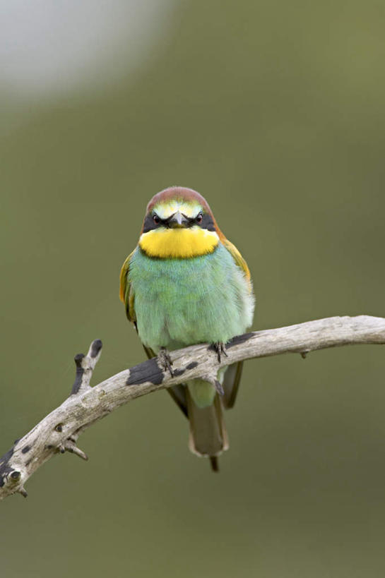 无人,站,竖图,室外,特写,白天,仰视,美景,植物,鸟,阴影,朦胧,模糊,光线,鸟类,影子,景观,枝条,注视,树,树木,树枝,一个,一只,阳光,自然,观察,看,站着,景色,单个,观看,察看,关注,自然风光,虬枝,枝杈,黄喉蜂虎,站立,彩图,低角度拍摄,全身