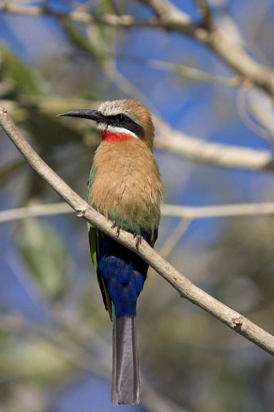 无人,站,竖图,室外,白天,仰视,旅游,度假,美景,植物,蜂鸟,鸟,非洲,博茨瓦纳,阴影,光线,鸟类,影子,景观,注视,娱乐,树,树木,一只,蓝色,绿色,蓝天,天空,阳光,自然,天,观察,看,站着,享受,休闲,景色,放松,生长,晴朗,成长,观看,察看,关注,自然风光,万里无云,彩虹蜂虎,蜂虎,波札那,博茨瓦纳共和国,晴空,晴空万里,站立,彩图,低角度拍摄,全身
