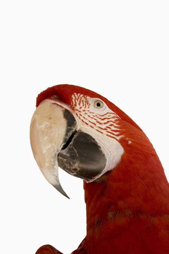 脸,头,脸颊,无人,站,竖图,室内,特写,白天,白色背景,正面,鸟,鹦鹉,鸟类,注视,一只,红色,动物,观察,看,站着,可爱,摄影,活泼,影棚,观看,察看,金刚鹦鹉,关注,绯红金刚鹦鹉,红黄金刚鹦鹉,五彩金刚鹦鹉,观赏鸟,头部,脸部,脸蛋,面部,站立,半身,彩图,影棚拍摄,拍摄
