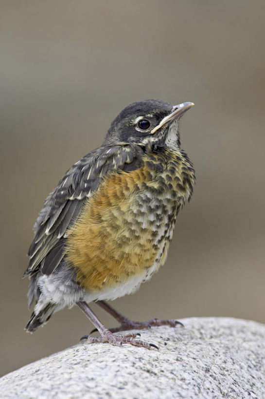 无人,站,竖图,室外,特写,白天,正面,旅游,度假,石头,美景,鸟,美国,阴影,朦胧,模糊,光线,鸟类,知更鸟,石子,影子,景观,注视,娱乐,一只,阳光,自然,观察,看,站着,享受,休闲,景色,放松,观看,察看,北美,北美洲,关注,自然风光,美洲,科罗拉多州,科罗拉多,北亚美利加洲,亚美利加洲,百年州,红襟鸟,欧亚鸲,知更雀,罗宾鸟,石块,岩石,站立,彩图,全身