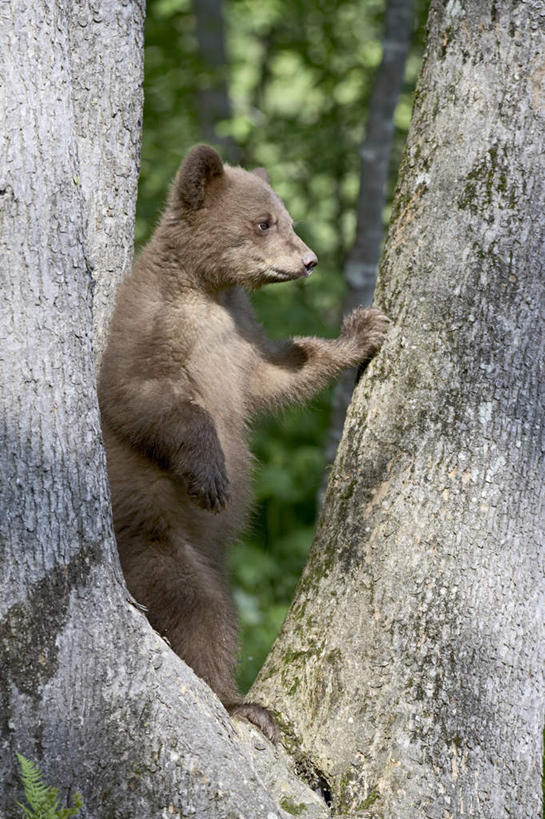 无人,站,竖图,室外,白天,侧面,旅游,度假,美景,植物,野生动物,熊,黑熊,美国,阴影,光线,影子,景观,树桩,枝条,注视,娱乐,树,树干,树木,树枝,一只,绿色,阳光,自然,动物,观察,看,站着,享受,休闲,木桩,景色,放松,生长,成长,观看,察看,北美,北美洲,关注,自然风光,美洲,凶猛,明尼苏达州,北亚美利加洲,亚美利加洲,明尼苏达,北星之州,黑瞎子,熊瞎子,虬枝,枝杈,残暴,凶残,站立,彩图,全身