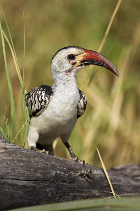 无人,公园,站,竖图,室外,特写,白天,正面,旅游,度假,美景,植物,鸟,非洲,肯尼亚,阴影,朦胧,模糊,光线,鸟类,影子,景观,枝条,注视,娱乐,树,树木,树枝,一只,绿色,阳光,自然,观察,看,站着,享受,休闲,景色,放松,生长,成长,观看,察看,国家公园,关注,自然风光,犀鸟,阿非利加洲,肯尼亚共和国,桑布鲁国家公园,虬枝,枝杈,红弯嘴犀鸟,站立,彩图,全身