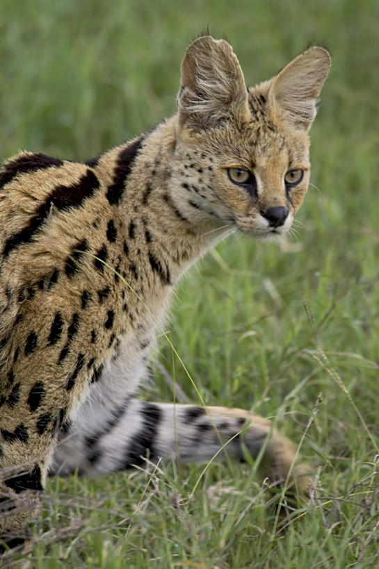 无人,公园,走,竖图,室外,特写,白天,侧面,草地,草坪,美景,植物,猫,野生动物,非洲,坦桑尼亚,阴影,朦胧,模糊,光线,影子,景观,注视,草,一只,绿色,阳光,自然,动物,观察,看,景色,观看,察看,国家公园,关注,自然风光,凶猛,薮猫,东非,塞伦盖蒂国家公园,坦桑尼亚联合共和国,残暴,凶残,步行,散步,走路,半身,彩图