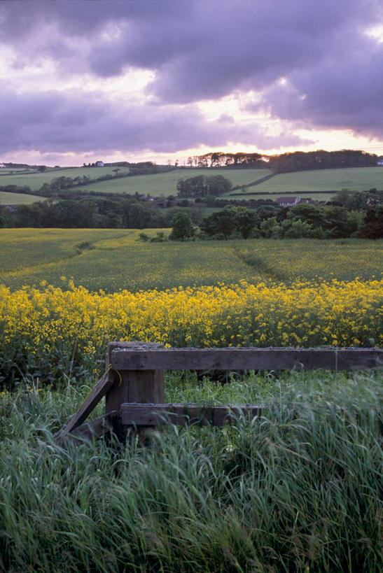 无人,家,农场,栏杆,竖图,俯视,室外,白天,旅游,度假,畜牧业,牧场,花海,花圃,美景,日落,植物,叶子,英国,欧洲,朦胧,模糊,盛开,栅栏,房屋,屋子,景观,篱笆,晚霞,霞光,落日,围栏,花蕾,娱乐,护栏,楼房,苏格兰,住宅,花,花瓣,花朵,花卉,鲜花,绿色,自然,黄昏,花丛,花束,花田,花苞,花蕊,享受,休闲,景色,彩霞,放松,西欧,自然风光,大不列颠,畜牧,大不列颠及北爱尔兰联合王国,牧业,大不列颠联合王国,日不落英帝国,苏格兰王国,夕照,阿伯丁,阿伯丁郡,夕阳,彩图,高角度拍摄,房子,斜阳