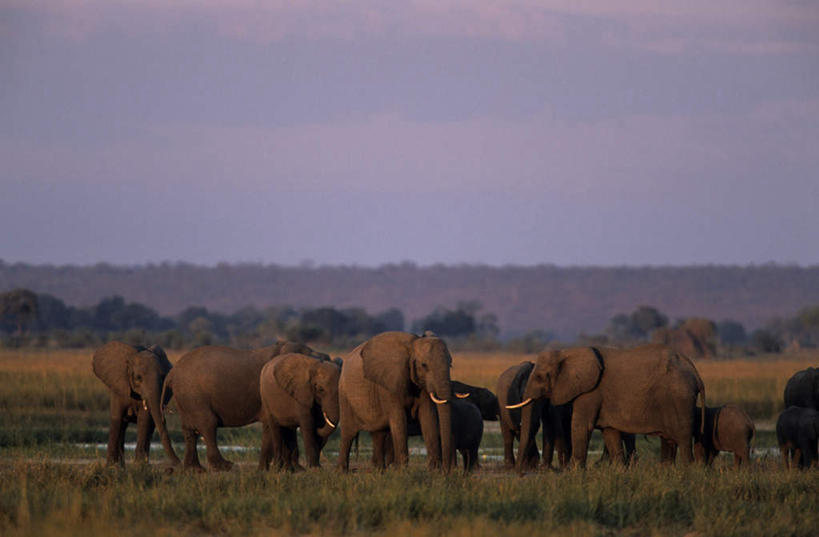 无人,公园,站,横图,室外,白天,正面,草地,草坪,河流,美景,日落,山,山脉,水,植物,哺乳动物,大象,野生动物,博茨瓦纳,波纹,朦胧,模糊,河水,景观,山峰,水流,晚霞,霞光,落日,非洲象,涟漪,山峦,注视,草,绿色,水纹,自然,黄昏,动物,波浪,群山,观察,看,站着,景色,彩霞,观看,察看,国家公园,关注,自然风光,水晕,波札那,博茨瓦纳共和国,夕照,乔贝国家公园,夕阳,象,站立,彩图,全身,斜阳