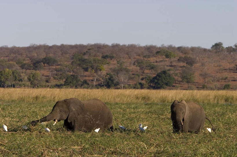 无人,公园,站,横图,俯视,室外,白天,旅游,度假,美景,植物,哺乳动物,大象,野生动物,博茨瓦纳,许多,枯萎,朦胧,模糊,景观,阴天,干草,枯草,注视,娱乐,草,黄色,天空,自然,动物,草垛,天,观察,看,站着,两只,享受,休闲,景色,放松,观看,察看,国家公园,昏暗,阴沉,关注,自然风光,波札那,博茨瓦纳共和国,乔贝国家公园,干草垛,象,站立,半身,彩图,高角度拍摄
