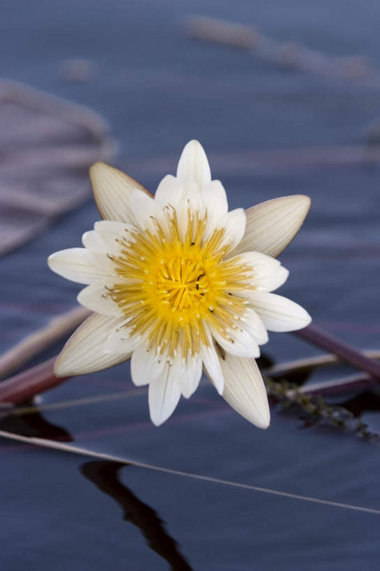 无人,公园,竖图,俯视,室外,特写,白天,花海,花圃,河流,水,植物,睡莲,叶子,博茨瓦纳,阴影,波纹,朦胧,模糊,盛开,光线,影子,河水,水流,涟漪,花蕾,花,花瓣,花朵,花卉,鲜花,一朵,绿色,白色,倒影,水纹,阳光,波浪,花丛,花束,花田,花苞,花蕊,倒映,国家公园,纯真,妖艳,水晕,水芹花,抒情,洁净,波札那,博茨瓦纳共和国,反照,乔贝国家公园,水洋花,子午莲,彩图,高角度拍摄