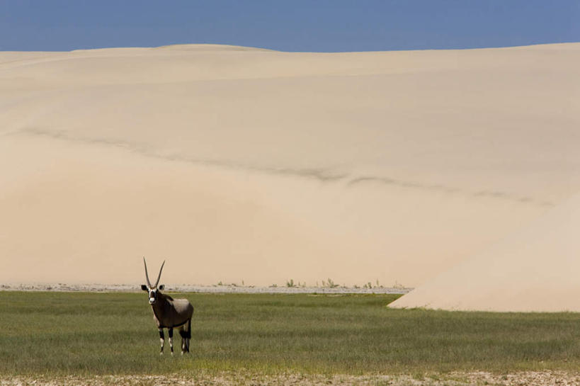 无人,跑,横图,室外,白天,正面,锻炼,旅游,度假,运动,草地,草坪,美景,沙漠,植物,野生动物,羊,非洲,纳米比亚,阴影,光线,羚羊,沙子,影子,景观,注视,娱乐,草,一只,蓝色,绿色,蓝天,天空,阳光,自然,动物,天,观察,看,享受,休闲,景色,放松,可爱,活泼,晴朗,观看,察看,关注,自然风光,长角羚,万里无云,纳米比亚共和国,白长角羚,体育,大漠,砂漠,晴空,晴空万里,跑步,彩图,全身,健身