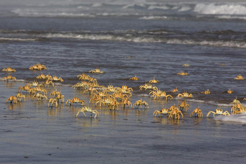 蟹,无人,横图,俯视,室外,白天,旅游,度假,海浪,海洋,美景,沙滩,非洲,纳米比亚,许多,阴影,光线,螃蟹,沙子,影子,海岸,景观,浪花,沙地,很多,注视,娱乐,阳光,自然,海水,观察,看,享受,休闲,爬,景色,放松,观看,察看,关注,自然风光,海景,甲壳动物,纳米比亚共和国,鬼蟹,沙蟹,大海,风浪,海,海水的波动,海滩,近岸浪,涌浪,彩图,高角度拍摄,全身