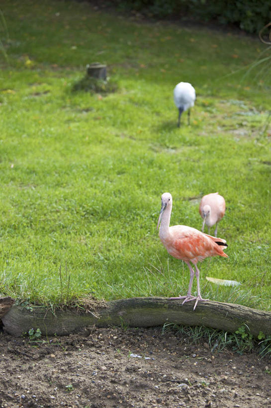 无人,站,吃,竖图,室外,白天,正面,旅游,度假,草地,草坪,美景,植物,鸟,野生动物,英国,欧洲,三只,阴影,光线,鸟类,影子,景观,树桩,枝条,注视,娱乐,利兹城堡,草,树,树干,树木,树枝,绿色,阳光,自然,动物,观察,看,站着,享受,休闲,木桩,景色,放松,观看,察看,西欧,关注,自然风光,大不列颠,朱鹭,大不列颠及北爱尔兰联合王国,肯特郡,大不列颠联合王国,日不落英帝国,日本风头鹮,朱鹮,虬枝,枝杈,利兹堡,梅德斯通,嚼,食,站立,彩图,全身