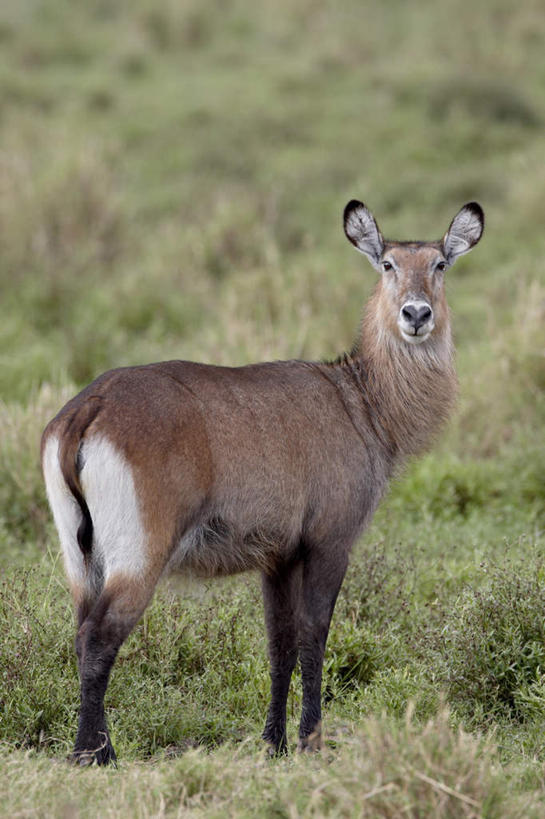 无人,站,竖图,室外,白天,侧面,旅游,度假,草地,草坪,美景,植物,野生动物,羊,非洲,肯尼亚,阴影,光线,羚羊,影子,景观,扭头,注视,娱乐,草,一只,绿色,阳光,自然,动物,观察,看,站着,转头,享受,休闲,景色,放松,可爱,活泼,观看,察看,国家公园,关注,自然风光,水羚,阿非利加洲,肯尼亚共和国,马赛马拉国家公园,站立,彩图,全身
