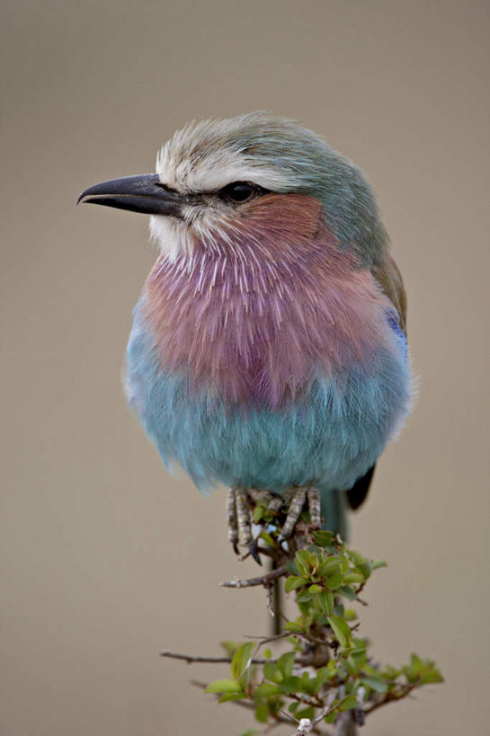 无人,站,竖图,室外,特写,白天,正面,旅游,度假,美景,植物,鸟,非洲,肯尼亚,阴影,朦胧,模糊,光线,鸟类,影子,景观,枝条,注视,娱乐,树,树木,树枝,一只,阳光,自然,观察,看,站着,享受,休闲,景色,放松,观看,察看,国家公园,关注,自然风光,紫胸佛法僧,阿非利加洲,佛法僧,肯尼亚共和国,马赛马拉国家公园,虬枝,枝杈,站立,彩图,全身