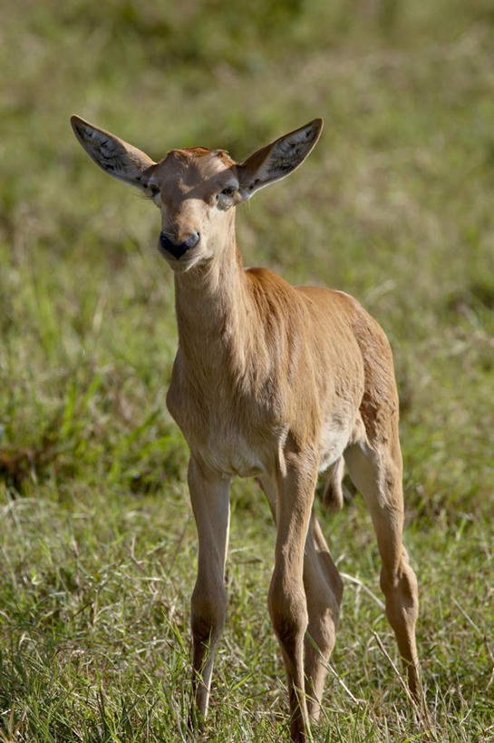 无人,站,竖图,室外,白天,正面,旅游,度假,草地,草坪,美景,植物,哺乳动物,野生动物,羊,非洲,肯尼亚,阴影,光线,羚羊,影子,景观,注视,娱乐,草,一只,绿色,阳光,自然,动物,观察,看,站着,享受,休闲,景色,放松,可爱,活泼,观看,察看,国家公园,关注,自然风光,角马,牛羚,阿非利加洲,金毛扭角羚,羚牛,扭角羚,肯尼亚共和国,马赛马拉国家公园,站立,彩图,全身