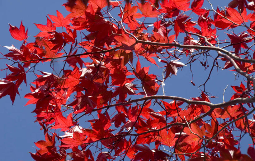 无人,公园,横图,室外,白天,仰视,旅游,度假,美景,植物,枫树,叶子,北海道,日本,阴影,光线,影子,景观,绿叶,娱乐,树,树木,红色,绿色,阳光,自然,享受,休闲,嫩叶,景色,放松,生长,成长,国家公园,自然风光,东亚,日本国,北海道地方,北海道岛,槭树,鸡爪槭,阿寒国家公园,叶,叶片,鸡爪枫,彩图,低角度拍摄,阿寒国立公园