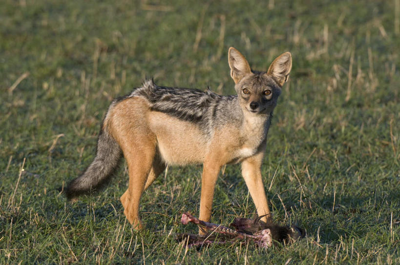 无人,站,横图,室外,白天,侧面,旅游,度假,草地,草坪,美景,植物,狼,野生动物,非洲,肯尼亚,阴影,光线,影子,景观,注视,娱乐,草,一只,绿色,阳光,自然,动物,观察,看,站着,享受,休闲,景色,放松,观看,察看,国家公园,关注,自然风光,凶猛,阿非利加洲,肯尼亚共和国,马赛马拉国家公园,胡狼,黑背豺,黑背胡狼,残暴,凶残,灰狼,站立,彩图,全身,犬科动物