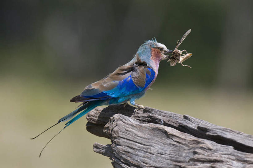 无人,站,横图,室外,白天,侧面,旅游,度假,草地,草坪,美景,植物,鸟,非洲,肯尼亚,咬,阴影,朦胧,模糊,光线,鸟类,昆虫,影子,景观,树桩,注视,娱乐,草,树,树干,树木,一只,绿色,阳光,自然,动物,观察,看,站着,享受,休闲,木桩,景色,放松,生长,成长,观看,咬着,察看,国家公园,关注,自然风光,益虫,紫胸佛法僧,阿非利加洲,佛法僧,肯尼亚共和国,马赛马拉国家公园,站立,彩图,全身