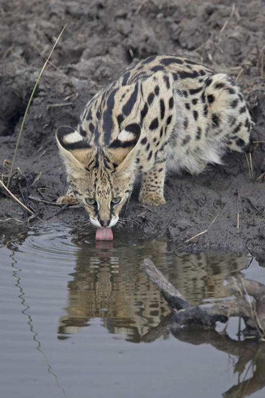 无人,蹲,竖图,俯视,室外,白天,旅游,度假,河流,美景,水,猫,野生动物,非洲,肯尼亚,喝,阴影,光线,影子,河水,景观,水流,注视,娱乐,一只,倒影,阳光,自然,动物,观察,看,享受,休闲,景色,放松,观看,察看,倒映,国家公园,关注,自然风光,凶猛,薮猫,阿非利加洲,肯尼亚共和国,马赛马拉国家公园,反照,残暴,凶残,蹲着,彩图,高角度拍摄,全身
