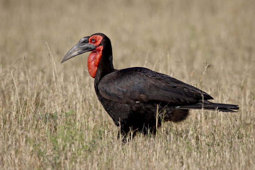 无人,站,横图,室外,白天,侧面,旅游,度假,美景,植物,鸟,非洲,肯尼亚,阴影,枯萎,朦胧,模糊,光线,鸟类,影子,景观,枯草,注视,娱乐,草,一只,黄色,阳光,自然,观察,看,站着,享受,休闲,景色,放松,观看,察看,国家公园,关注,自然风光,犀鸟,地犀鸟,阿非利加洲,肯尼亚共和国,马赛马拉国家公园,站立,彩图,全身