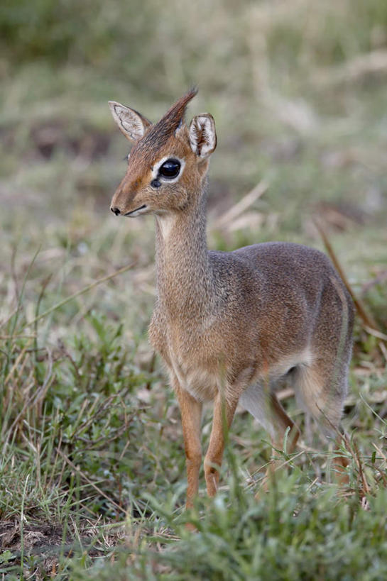 无人,站,竖图,室外,白天,侧面,旅游,度假,草地,美景,植物,野生动物,羊,非洲,肯尼亚,阴影,朦胧,模糊,光线,羚羊,影子,景观,注视,娱乐,草,一只,绿色,阳光,自然,动物,观察,看,站着,享受,休闲,景色,放松,可爱,活泼,观看,察看,国家公园,关注,自然风光,阿非利加洲,肯尼亚共和国,马赛马拉国家公园,犬羚,站立,彩图,全身