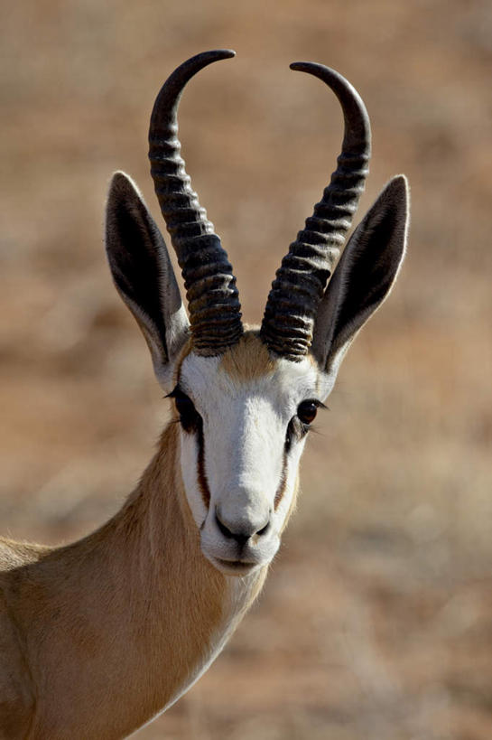 脸,头,脸颊,无人,站,竖图,室外,特写,白天,正面,旅游,度假,美景,沙漠,植物,野生动物,羊,非洲,博茨瓦纳,阴影,枯萎,朦胧,模糊,光线,羚羊,影子,景观,泥土,土壤,枯草,注视,娱乐,草,一只,黄色,阳光,自然,动物,观察,看,站着,享受,休闲,景色,放松,可爱,活泼,观看,察看,国家公园,关注,自然风光,波札那,博茨瓦纳共和国,卡拉哈迪大羚羊国家公园,卡拉哈迪沙漠,狷羚,头部,脸部,脸蛋,面部,大漠,砂漠,站立,半身,彩图