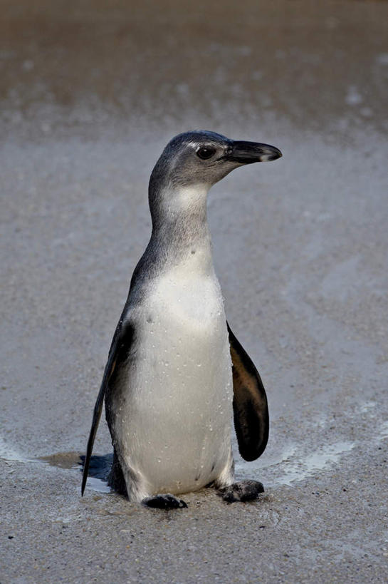 无人,站,竖图,俯视,室外,白天,旅游,度假,美景,沙滩,企鹅,野生动物,非洲,南非,阴影,朦胧,模糊,光线,沙子,影子,海岸,景观,沙地,扭头,注视,娱乐,阳光,自然,动物,观察,看,站着,转头,享受,休闲,景色,放松,可爱,活泼,观看,察看,关注,自然风光,开普敦,阿非利加洲,斑嘴环企鹅,非洲企鹅,黑脚企鹅,南非共和国,西开普省,西蒙斯敦,海滩,站立,彩图,高角度拍摄,全身
