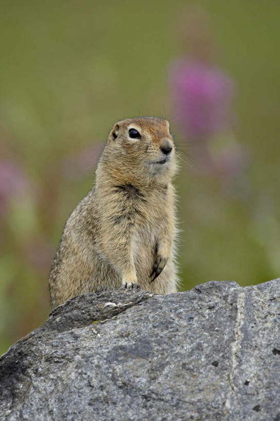 无人,站,竖图,室外,特写,白天,正面,石头,美景,野生动物,美国,阴影,朦胧,模糊,盛开,光线,石子,影子,景观,花蕾,注视,花,花瓣,花朵,鲜花,一只,阳光,自然,动物,花苞,花蕊,观察,看,站着,景色,观看,鼠,察看,北美,北美洲,关注,自然风光,美洲,阿拉斯加,阿拉斯加州,北亚美利加洲,亚美利加洲,最后的边疆,午夜阳光之地,地鼠,北极地鼠,石块,岩石,站立,彩图,全身