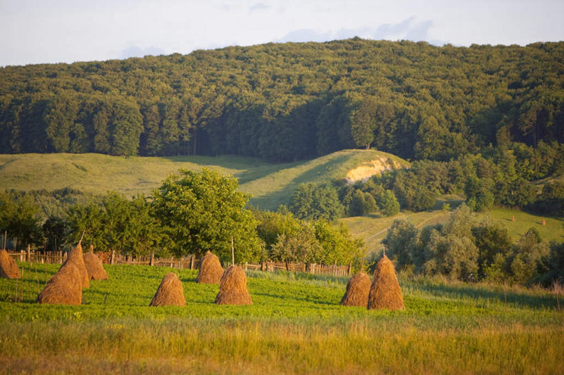 无人,横图,室外,白天,正面,旅游,度假,草地,草坪,美景,树林,植物,欧洲,罗马尼亚,许多,阴影,光线,影子,景观,云,云朵,干草,很多,云彩,娱乐,草,树,树木,蓝色,绿色,白云,蓝天,天空,阳光,自然,草垛,天,享受,休闲,景色,放松,生长,晴朗,成长,自然风光,东欧,干草垛,布科维纳,晴空,彩图