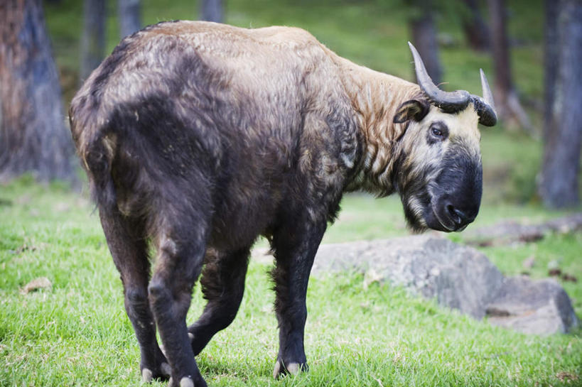 无人,站,横图,室外,白天,侧面,旅游,度假,草地,草坪,石头,美景,植物,哺乳动物,野生动物,羊,不丹,亚洲,阴影,光线,羚羊,石子,影子,景观,首都,注视,娱乐,草,树,树木,一只,绿色,阳光,自然,动物,观察,看,站着,享受,休闲,景色,放松,可爱,活泼,生长,成长,观看,察看,关注,自然风光,角马,南亚,牛羚,金毛扭角羚,羚牛,扭角羚,不丹王国,廷布,石块,岩石,站立,彩图,全身