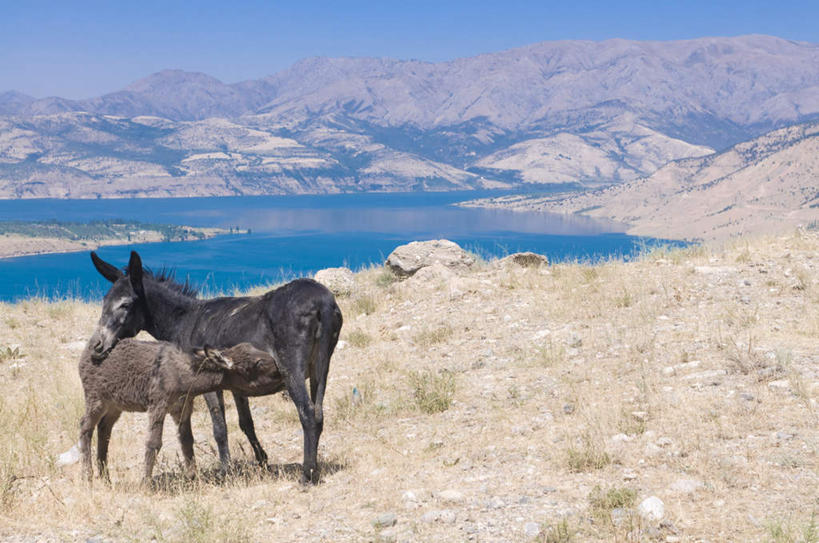无人,站,横图,俯视,室外,白天,旅游,度假,湖,湖泊,石头,美景,山,山脉,水,乌兹别克斯坦,亚洲,阴影,波纹,朦胧,模糊,光线,石子,影子,湖面,景观,山峰,水流,水面,涟漪,山峦,注视,娱乐,蓝色,倒影,蓝天,水纹,天空,阳光,自然,动物,波浪,湖水,群山,天,观察,看,站着,享受,休闲,家畜,景色,放松,牲畜,晴朗,观看,察看,倒映,中亚,两匹,关注,自然风光,驴,万里无云,水晕,驴子,反照,乌兹别克斯坦共和国,乌兹别克,石块,岩石,晴空,晴空万里,站立,彩图,高角度拍摄,全身