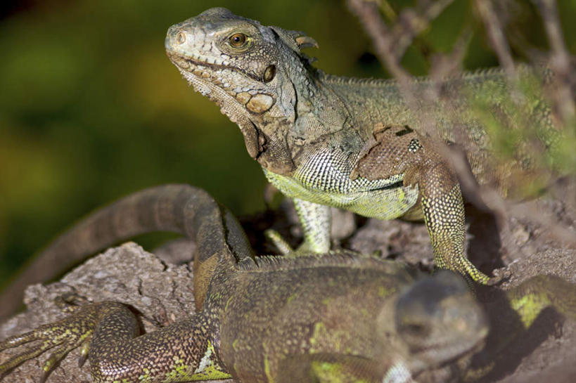 无人,横图,室外,特写,白天,正面,旅游,度假,石头,美景,野生动物,蜥蜴,法国,欧洲,圭亚那,阴影,朦胧,模糊,光线,石子,影子,景观,注视,娱乐,阳光,自然,动物,观察,看,趴着,两只,享受,休闲,景色,放松,观看,察看,关注,自然风光,石龙子,法兰西共和国,泉龙,猪婆蛇,四脚蛇,法兰西第五共和国,蜴,法属圭亚那,石块,岩石,趴,抬头,仰头,半身,彩图