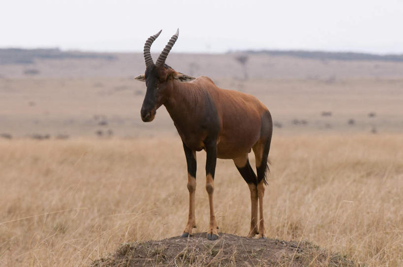 无人,站,横图,室外,白天,正面,旅游,度假,石头,植物,野生动物,羊,非洲,肯尼亚,阴影,枯萎,光线,羚羊,石子,影子,枯草,娱乐,草,一只,黄色,阳光,动物,站着,享受,休闲,放松,可爱,活泼,阿非利加洲,肯尼亚共和国,转角牛羚,石块,岩石,站立,彩图