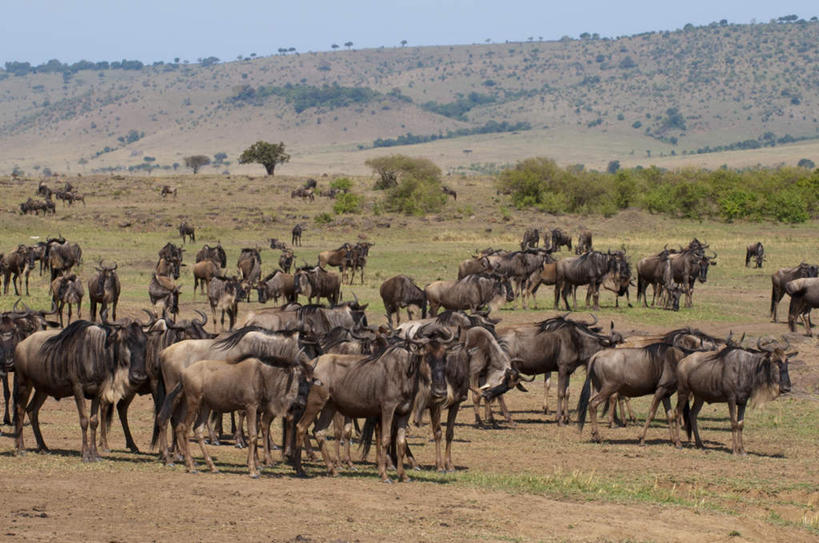 无人,站,横图,室外,白天,侧面,旅游,度假,草地,草坪,石头,美景,山,山脉,植物,野生动物,羊,非洲,肯尼亚,一群,许多,阴影,光线,羚羊,石子,影子,景观,山顶,山峰,山峦,很多,注视,娱乐,草,树,树木,蓝色,绿色,蓝天,天空,阳光,自然,动物,群山,天,观察,看,站着,享受,休闲,景色,放松,可爱,活泼,生长,晴朗,成长,观看,察看,国家公园,关注,自然风光,沉积岩,万里无云,阿非利加洲,肯尼亚共和国,马赛马拉国家公园,颠峰,极峰,蓝牛羚,水成岩,蓝牛,石块,岩石,晴空,晴空万里,站立,彩图,全身