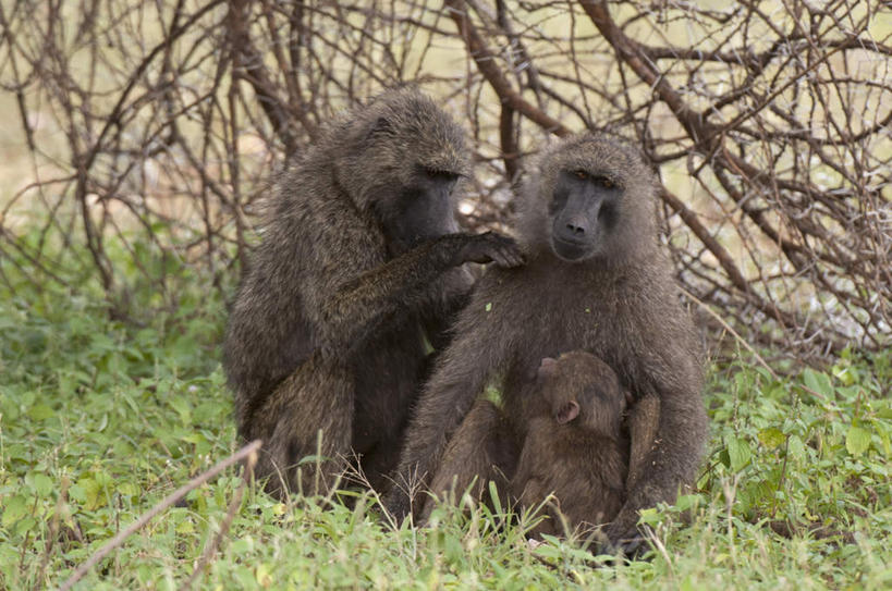 无人,坐,抱,横图,室外,白天,正面,旅游,度假,草地,草坪,美景,植物,野生动物,非洲,肯尼亚,三只,阴影,光线,狒狒,影子,景观,注视,娱乐,草,树,树木,绿色,阳光,自然,动物,观察,看,享受,休闲,景色,放松,可爱,活泼,生长,成长,抱着,观看,察看,国家公园,搂着,关注,自然风光,阿非利加洲,东非狒狒,橄榄狒狒,绿狒狒,肯尼亚共和国,马赛马拉国家公园,搂,搂抱,坐着,彩图,全身