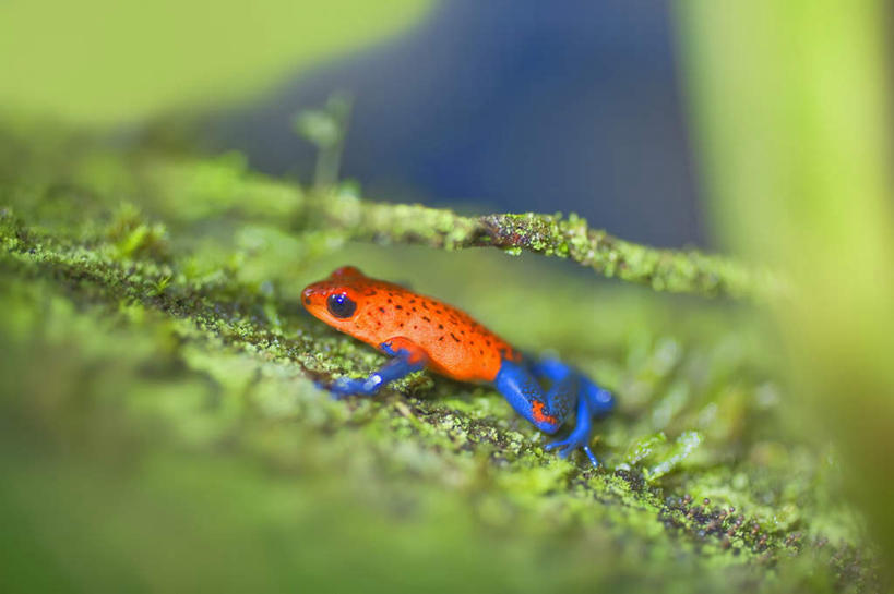 无人,站,横图,室外,白天,侧面,旅游,度假,美景,植物,野生动物,叶子,哥斯达黎加,阴影,朦胧,模糊,光线,纹理,影子,景观,绿叶,注视,娱乐,红色,蓝色,绿色,阳光,自然,动物,观察,看,站着,享受,休闲,嫩叶,景色,放松,观看,察看,北美,北美洲,有毒,关注,自然风光,美洲,肌理,北亚美利加洲,亚美利加洲,哥斯达黎加共和国,毒标枪蛙,毒箭蛙,箭毒蛙,叶,叶片,叶脉,站立,彩图,全身