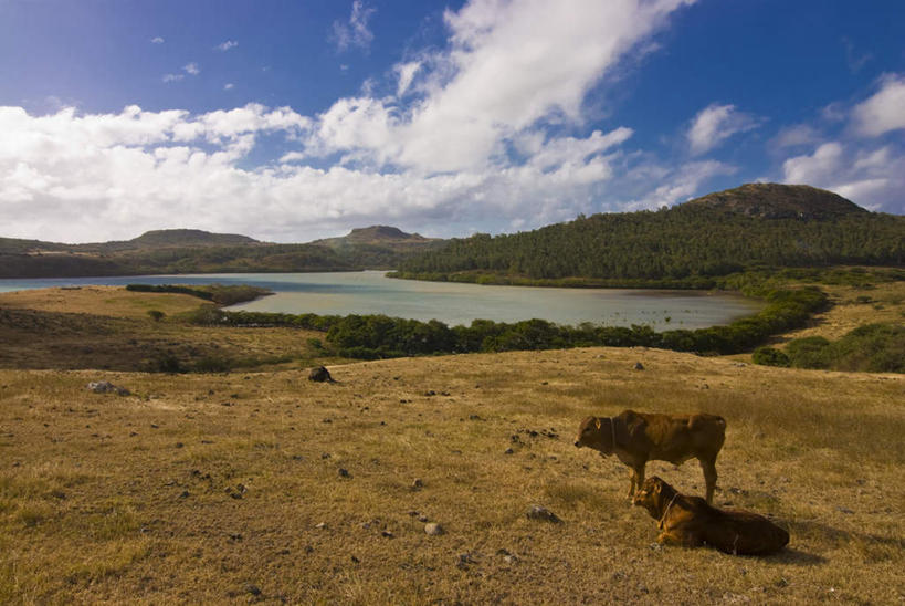 无人,站,横图,俯视,室外,白天,旅游,度假,草地,草坪,湖,湖泊,美景,山,山脉,水,植物,牛,非洲,毛里求斯,阴影,波纹,朦胧,模糊,光线,影子,湖面,景观,山峰,水流,水面,云,云朵,涟漪,山峦,云彩,注视,娱乐,草,蓝色,绿色,白云,倒影,蓝天,水纹,天空,阳光,自然,动物,波浪,湖水,群山,天,观察,看,趴着,站着,两只,享受,休闲,家畜,景色,放松,牲畜,晴朗,观看,察看,倒映,关注,自然风光,水晕,阿非利加洲,反照,毛里求斯共和国,罗德里格斯岛,晴空,趴,站立,彩图,高角度拍摄,全身