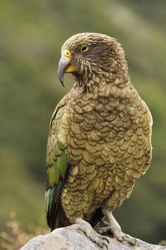 无人,公园,竖图,室外,白天,正面,旅游,度假,石头,美景,鸟,鹦鹉,新西兰,一艘,阴影,朦胧,模糊,光线,鸟类,石子,影子,景观,涟漪,注视,娱乐,阳光,自然,动物,观察,看,站着,享受,休闲,景色,放松,可爱,活泼,观看,察看,国家公园,关注,自然风光,大洋洲,纽西兰,观赏鸟,长白云之乡,新西兰南岛,亚瑟隘口国家公园,石块,岩石,站立,彩图,全身