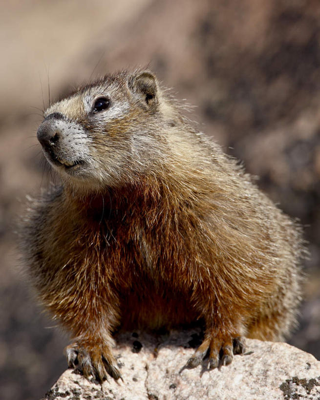 无人,站,竖图,室外,特写,白天,正面,旅游,度假,石头,美景,野生动物,美国,阴影,朦胧,模糊,光线,石子,影子,景观,注视,娱乐,一只,阳光,自然,动物,观察,看,站着,享受,休闲,景色,放松,可爱,活泼,观看,察看,北美,北美洲,关注,自然风光,土拨鼠,美洲,怀俄明州,怀俄明,旱獭,北亚美利加洲,亚美利加洲,天竺鼠,平等之州,黄腹土拨鼠,肖松尼国家森林,石块,岩石,站立,半身,彩图