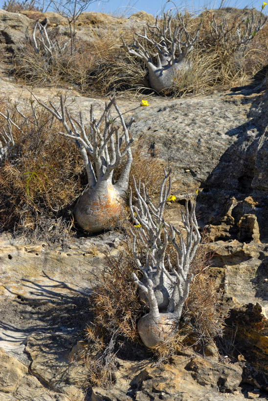 无人,竖图,室外,白天,正面,旅游,度假,草地,草坪,石头,美景,山,山脉,非洲,马达加斯加,一排,许多,阴影,整齐,光线,石子,影子,景观,山峰,山峦,很多,娱乐,草,排列,阳光,自然,群山,享受,休闲,景色,放松,队列,自然风光,酸瓠树,波巴布树,猴面包树,猴树,猢狲缅,猢狲面,猢狲木,旅人树,死老鼠树,马达加斯加共和国,图利亚拉,图利亚拉省,石块,岩石,彩图