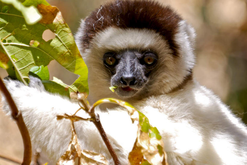 无人,站,横图,室外,白天,侧面,旅游,度假,美景,植物,哺乳动物,猴,野生动物,猴子,叶子,非洲,马达加斯加,握,阴影,朦胧,模糊,光线,影子,景观,绿叶,枝条,拿,拿着,注视,娱乐,树,树木,树枝,一只,阳光,自然,动物,观察,看,站着,享受,休闲,嫩叶,景色,放松,可爱,握着,活泼,观看,察看,关注,自然风光,狐猴,马达加斯加共和国,虬枝,枝杈,图利亚拉,图利亚拉省,叶,叶片,站立,半身,彩图