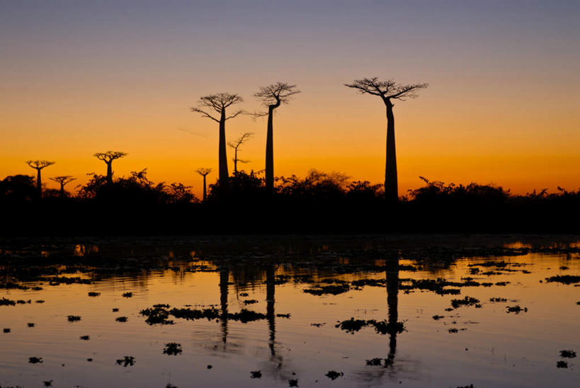 无人,横图,室外,白天,正面,旅游,度假,河流,美景,日落,水,植物,非洲,马达加斯加,一排,许多,阴影,波纹,整齐,光线,影子,河水,景观,水流,晚霞,霞光,落日,涟漪,很多,背光,娱乐,树,树木,排列,蓝色,绿色,倒影,蓝天,水纹,天空,阳光,自然,黄昏,波浪,天,享受,休闲,景色,彩霞,放松,生长,晴朗,成长,倒映,队列,自然风光,逆光,万里无云,水晕,酸瓠树,波巴布树,猴面包树,猴树,猢狲缅,猢狲面,猢狲木,旅人树,死老鼠树,马达加斯加共和国,夕照,反照,晴空,晴空万里,夕阳,彩图,斜阳