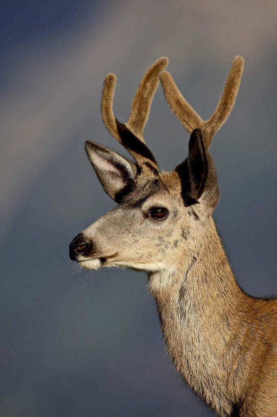 脸,头,脸颊,无人,公园,站,竖图,室外,白天,侧面,旅游,度假,美景,哺乳动物,鹿,野生动物,美国,阴影,朦胧,模糊,光线,影子,景观,注视,娱乐,一只,阳光,自然,动物,观察,看,站着,享受,休闲,景色,放松,可爱,活泼,观看,察看,北美,北美洲,关注,自然风光,美洲,黑尾鹿,蒙大拿州,骡鹿,北亚美利加洲,亚美利加洲,蒙大拿,长空之乡,财富之州,冰河公园,冰河国家公园,头部,脸部,脸蛋,面部,站立,半身,彩图