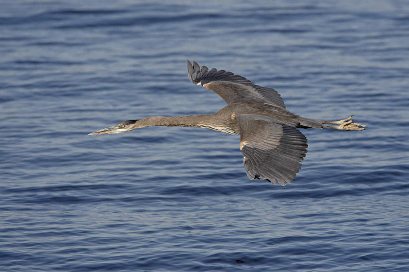 无人,横图,俯视,室外,白天,湖,湖泊,美景,水,鸟,美国,飞翔,伸展,张开,展翅,阴影,波纹,飞行,光线,苍鹭,翅膀,鸟类,影子,湖面,景观,水流,水面,涟漪,翱翔,注视,飞,一只,倒影,水纹,阳光,自然,波浪,湖水,观察,看,景色,观看,察看,倒映,北美,北美洲,关注,加利福尼亚,自然风光,美洲,张开翅膀,加州,加利福尼亚州,金州,黄金州,水晕,北亚美利加洲,亚美利加洲,索尔顿海,索尔顿湖,灰鹳,反照,展开翅膀,彩图,高角度拍摄,全身