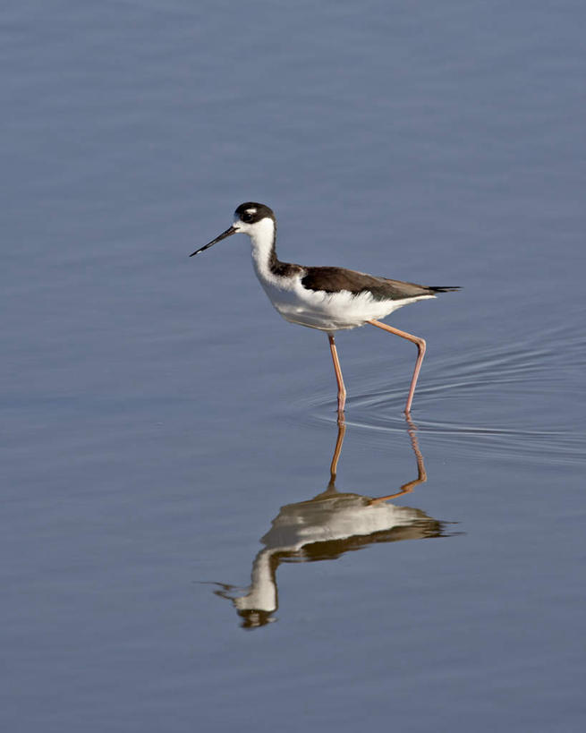 无人,站,竖图,俯视,室外,白天,湖,湖泊,美景,水,鸟,美国,阴影,波纹,朦胧,模糊,光线,鸟类,影子,湖面,景观,水流,水面,涟漪,注视,一只,倒影,水纹,阳光,自然,波浪,湖水,观察,看,站着,景色,观看,察看,黑颈长脚鹬,倒映,北美,北美洲,关注,加利福尼亚,自然风光,美洲,加州,长脚鹬,加利福尼亚州,金州,黄金州,水晕,北亚美利加洲,亚美利加洲,索尔顿海,索尔顿湖,反照,站立,彩图,高角度拍摄,全身
