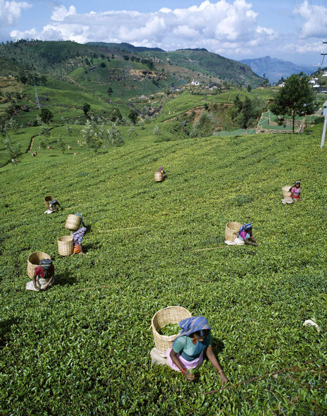 东方人,伙伴,朋友,站,交叉,竖图,俯视,室外,白天,旅游,度假,友谊,幸福,合作,团队,草地,草坪,美景,山,山脉,植物,茶,竹子,斯里兰卡,亚洲,许多,弯腰,握,阴影,竹制,服装,编织,光线,篮子,头巾,影子,景观,山峰,云,云朵,茶叶,山峦,许多人,拿,云彩,拿着,注视,休闲装,黄种人,娱乐,草,树,树木,衣服,蓝色,绿色,白云,蓝天,天空,阳光,自然,竹篮,群山,天,观察,看,站着,一群人,享受,休闲,温馨,休闲服,景色,放松,乐趣,战略,握着,服饰,生长,晴朗,成长,观看,竹条,交织,察看,提神,舒适,竹制品,关注,自然风光,南亚,醒脑,斯里兰卡民主社会主义共和国,弯身,联合,合谋,穿插,努瓦拉埃利亚,努沃勒埃利耶,配合,协作,女人,女性,中年女性,亚洲人,晴空,站立,彩图,高角度拍摄,全身