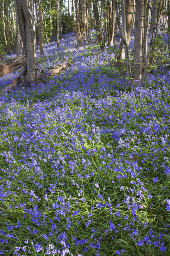 无人,竖图,俯视,室外,白天,爱情,旅游,度假,花海,花圃,美景,森林,树林,植物,风信子,叶子,英国,欧洲,阴影,盛开,光线,影子,景观,花蕾,娱乐,花,花瓣,花朵,花卉,鲜花,树,树木,绿色,阳光,自然,花丛,花束,花田,花苞,花蕊,享受,休闲,景色,放松,生长,成长,悲伤,喜悦,西欧,自然风光,怀念,大不列颠,大不列颠及北爱尔兰联合王国,肯特郡,悲哀,大不列颠联合王国,日不落英帝国,彩图,高角度拍摄