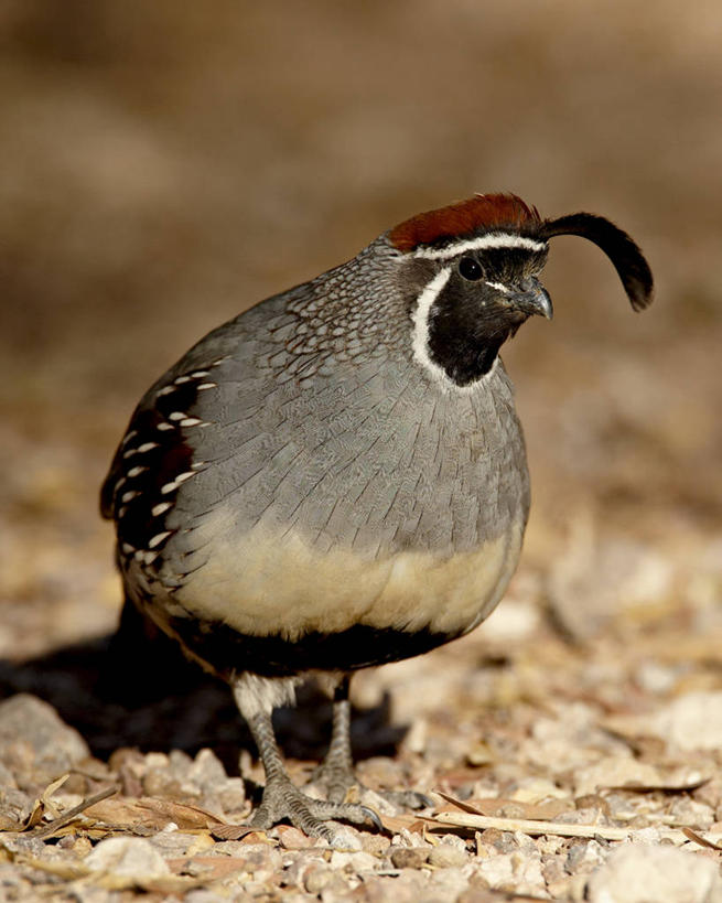 无人,站,竖图,室外,白天,正面,旅游,度假,石头,美景,鸟,美国,阴影,光线,鸟类,石子,影子,景观,泥土,土壤,注视,娱乐,一只,阳光,自然,观察,看,站着,享受,休闲,景色,放松,观看,察看,北美,北美洲,关注,自然风光,美洲,内华达州,北亚美利加洲,亚美利加洲,内华达,北美艾灌木丛州,产银之州,银山州,银之州,鹌鹑,奔鹑,宛鹑,石块,岩石,站立,彩图,全身